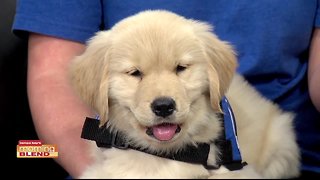 Valor Service Dogs | Morning Blend