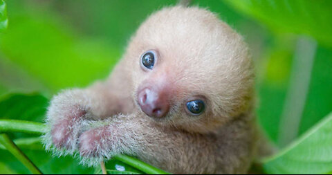 Baby Sloths Being Sloths FUNNY Compilation