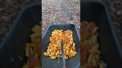 Pumpkins vs Machete. Compost time……