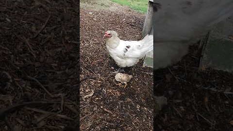 Dottie And Baby Chick #chickens #chickenshorts