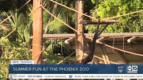 Cruise the Zoo is back at Phoenix Zoo this summer