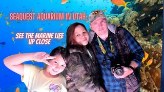 SeaQuest Aquarium in Utah: See the Marine Life Up Close