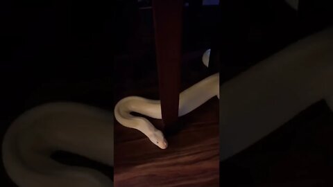 My GIANT Snake Escaped On Camera! 🤭🐍