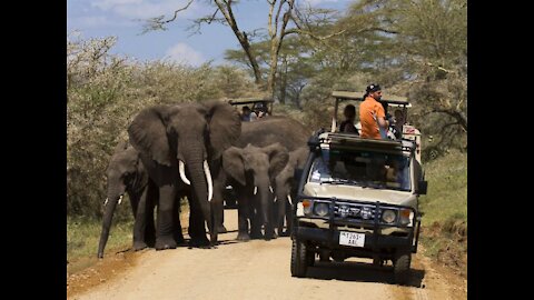 Amazing Africa Wildlife, Tanzania ( Part 1)