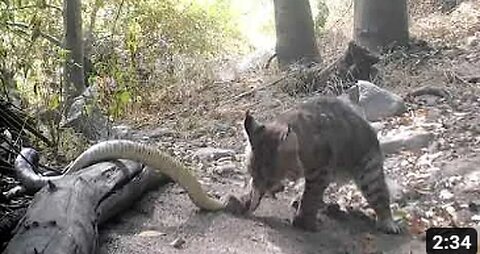 Two fierce adversaries a bobcat and a rattlesnake