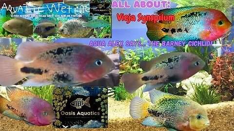Aquatic Wetline W/ Aqua Alex: All About Vieja Synspilum