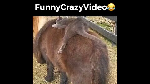 Mr FunnyCrazyVideo😂 Just Incredible Video Funny and Crazy #Like Follow for Follow 🥰