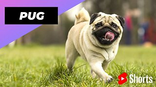 Pug 🐶 One Of The Most Popular Dog Breeds In The World #shorts