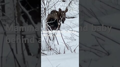 Cute Mamma moose on the loose: #moose #shortvideo #shorts #shortsvideo