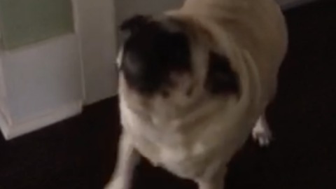 Happy Pug Perfectly Sings Along To Children’s Repetitive Song