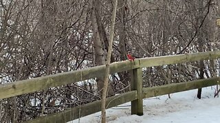 Bird paradise James Gardens Toronto