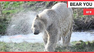 Russian polar bear has been unveiled at a Yorkshire wildlife park