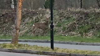 Filmed a deer outside where i work #deer #animals