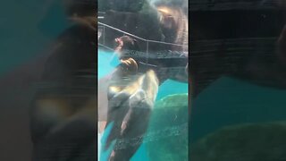 Sea Lion #shortsvideo #shortvideo #shorts #trending #viral #kids