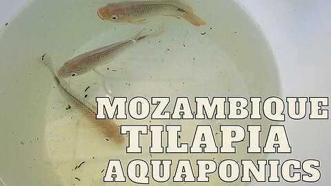 Adding Mozambique tilapia to my aquaponic system (fish salt bath and quarantine)