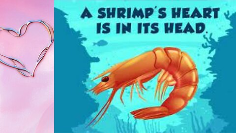 Shrimp's Heart: A Head Case! #video #short