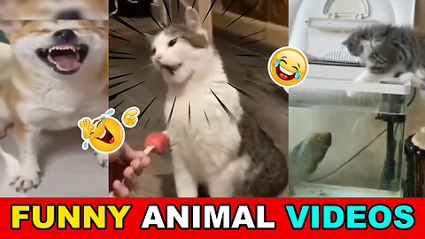 Funny Cats and Dogs / Funny Animal videos