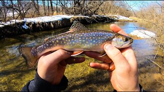Catching BROWN and BROOK Trout on Spinners