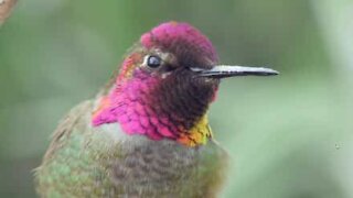 Gli incredibili colori di un colibrì visti da vicino