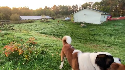 Playtime after recovering- St. Bernard and Great Dane- so happy