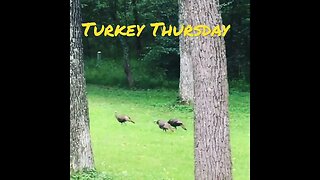 Turkey Thursday #prepperboss #shorts #turkey, ##turkeys