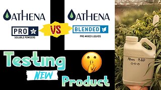New Athena Product Test - Pro Line VS Blended - Fixing The Issues - Flower Day 42