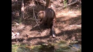 ANIMAL RESCUED! Beaver saved from a Salt River Project canal - ABC15 Digital