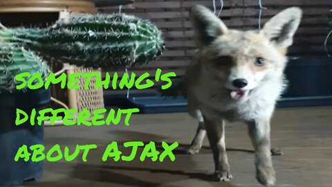 🦊Friendly urban #fox AJAX nightly feed - I'm off for a few days BIG NEWS COMING SOON