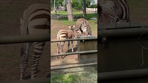 Baby Zebra Drinking Milk From Mommy 🦓 🥛 #zebra #shorts #baby #milk #enterthecronic #zoo #calgary