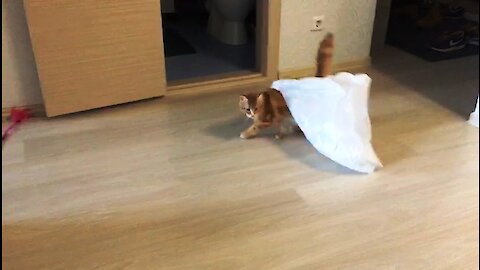 Kitten Caught In Plastic Bag Makes Hilarious Dash