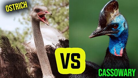 WHO WOULD PREVAIL IF OSTRICH FOUGHT A CASSOWARY - HD