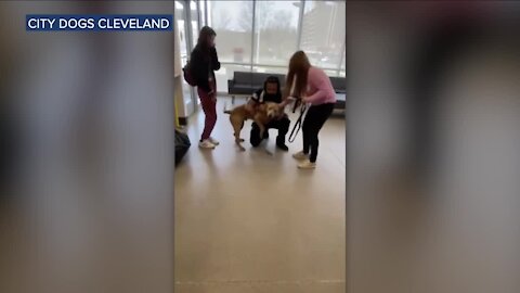 City Dogs Cleveland reunites pup from Georgia missing for 4 years with owner