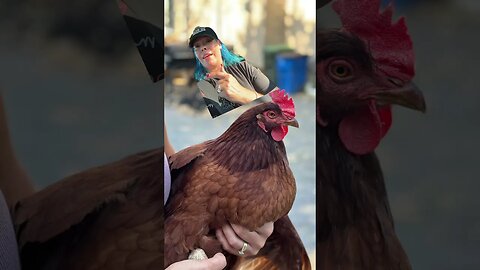 Meet Girlie!! The chicken who thinks she’s a dog 🐶 #short #Shorts #instacart #gigwarsofficial