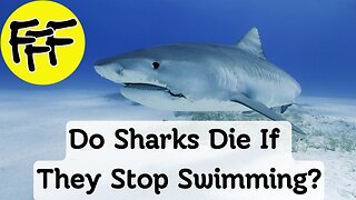 Do Sharks Die If They Stop Swimming?