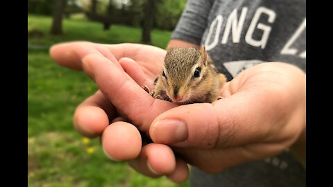 Chipmunk Playing with Dog