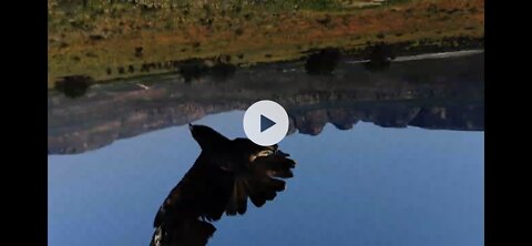 Eagle attacks drone ..
