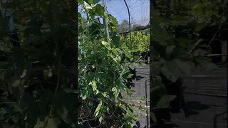 Thunderstorm Damage in the No-Weed Garden