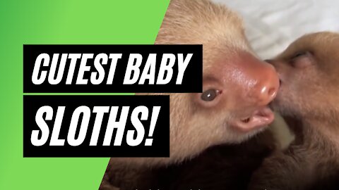 Cutest Baby Sloths FUNNIEST Compilation