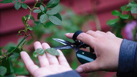 It's Time to Fertilize and Spray Roses