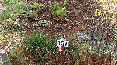 Wild Urban Gardens 2022 - First look at the community garden plots