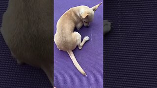 Chihuahua puppy life. #chihuahuababy #chihuahuapuppy #funnychihuahua #funnydogvideos #chihuahua #dog