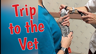 Einstein The Talking Parrot Is Anxious To Visit The Veterinarian