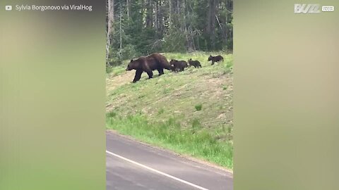 Une famille d'ours fait fermer une route pour traverser