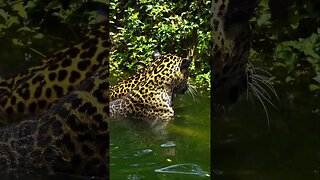 Jaguars Cooling Off #shorts #short