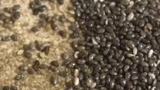 Woman finds hundreds of bugs in breakfast seeds