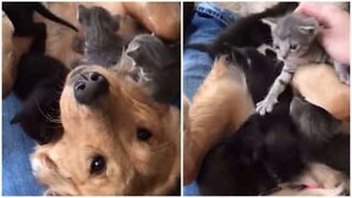 Golden Retriever Gets 'Attacked' By Adorable Kittens