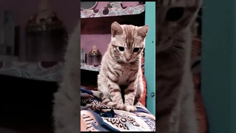 cute cat looking to camera | #cat #funny video #kitten