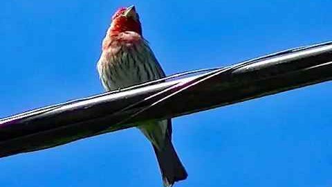 IECV NV #228 - 👀 Red Headed Finch On The Phone Line 💖5-13-2016