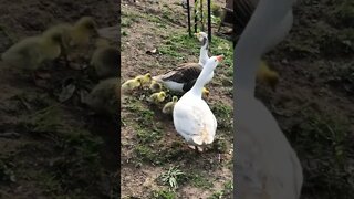 Goose and Gander free ranging with goslings