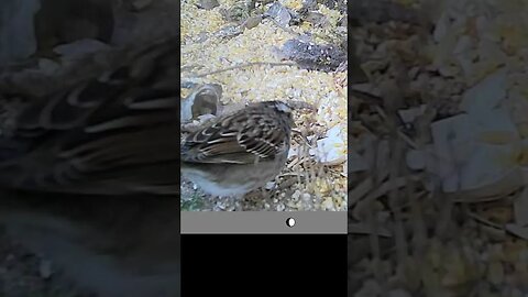 Cute😍 little finch 🐦with afternoon snack🥣 #cute #funny #animal #nature #wildlife #trailcam #farm